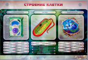 Стенды для кабинета биологии - «globural.ru» - Саранск