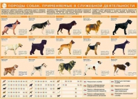 Комплект плакатов "Кинология" - «globural.ru» - Саранск
