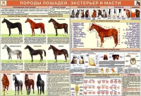 Комплект плакатов "Служебное коневодство" - «globural.ru» - Саранск