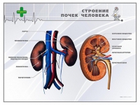 Стенд "Строение почки человека" - «globural.ru» - Саранск