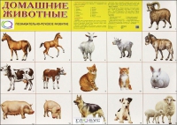 Демонстрационные карточки "Домашние животные" - «globural.ru» - Саранск