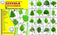 Демонстрационные карточки "Деревья и кустарники" - «globural.ru» - Саранск