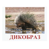 Карточки Домана "Дикие животные-3" - «globural.ru» - Саранск