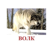 Карточки Домана "Дикие животные-1" - «globural.ru» - Саранск