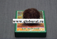 Сухой препарат "Еж морской" - «globural.ru» - Саранск