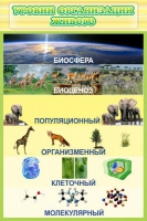 Стенд "Уровни организации живого" - «globural.ru» - Саранск