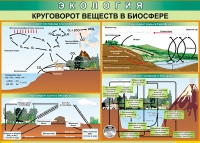 Таблица Круговорот веществ в биосфере 1000*700 винил - «globural.ru» - Саранск
