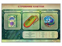 Электрифицированный стенд "Строение клетки" с маркерными полями - «globural.ru» - Саранск