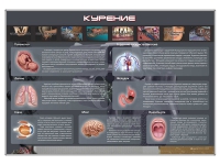Стенд "Курение" (вариант 1) - «globural.ru» - Саранск