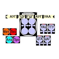 Модель-аппликация "Биосинтез белка" (ламинированная) - «globural.ru» - Саранск