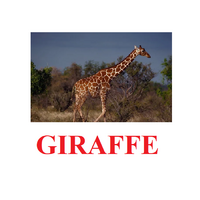 "Wild Animals-1" ("Дикие животные-1") английские карточки Домана - «globural.ru» - Саранск