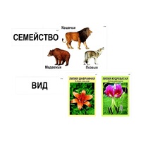 Модель-аппликация "Классификация растений и животных" (ламинированная) - «globural.ru» - Саранск