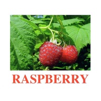 "Berries-1" ("Ягоды-1") английские карточки Домана - «globural.ru» - Саранск