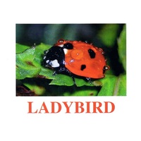 "Insects" ("Насекомые") английские карточки Домана - «globural.ru» - Саранск
