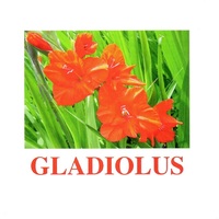 "Flowers-1" ("Цветы-1") английские карточки Домана - «globural.ru» - Саранск