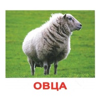 .Карточки Домана "Домашние животные" - «globural.ru» - Саранск