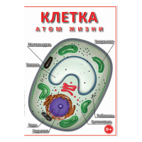 DVD Клетка - "атом жизни" - «globural.ru» - Саранск