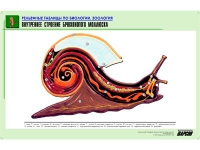 Рельефная таблица "Внутреннее строение брюхоногого моллюска" (формат А1, матовое ламинир.) - «globural.ru» - Саранск