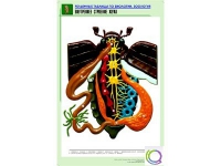 Рельефная таблица "Внутреннее строение жука" (формат А1, матовое ламинир.) - «globural.ru» - Саранск
