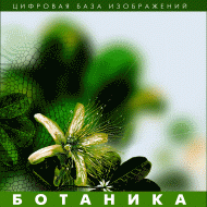 Ботаника. (Цифровая база изображений) - «globural.ru» - Саранск