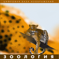 Зоология. (Цифровая база изображений) - «globural.ru» - Саранск