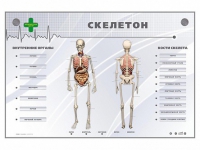 Электрифицированный стенд-тренажер "Скелетон" - «globural.ru» - Саранск