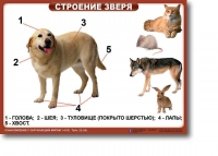 Ознакомление с окружающим миром. 1-4 класс. Комплект таблиц. Наглядные пособия для начальной школы, учебные пособия - «globural.ru» - Саранск