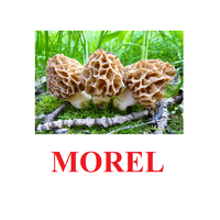 "Mushrooms" ("Грибы") английские карточки Домана - «globural.ru» - Саранск