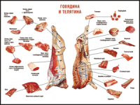 Правила разделки мясных туш "Говядина и телятина" 1000*1400 винил - «globural.ru» - Саранск