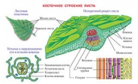 Плакаты и таблицы по биологии - «globural.ru» - Саранск