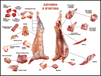 Правила разделки мясных туш "Баранина и ягнятина" 1000*1400 винил - «globural.ru» - Саранск