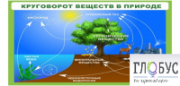 Стенд "Круговорот веществ" - «globural.ru» - Саранск