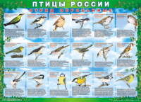 Таблица Птицы России из  4 листов в комплекте 1000*1400 винил	 - «globural.ru» - Саранск