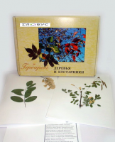 Гербарий Деревья и кустарники (20 видов) - «globural.ru» - Саранск