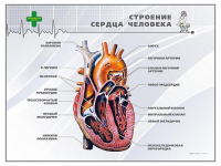 Стенд "Строение сердца человека" - «globural.ru» - Саранск