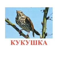 Карточки Домана "Птицы-3" - «globural.ru» - Саранск