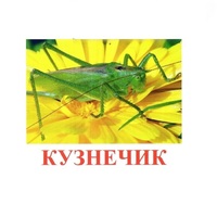 Карточки Домана "Насекомые" - «globural.ru» - Саранск