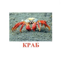 Карточки Домана "Подводный мир" - «globural.ru» - Саранск