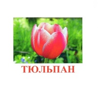 Карточки Домана "Цветы-1" - «globural.ru» - Саранск