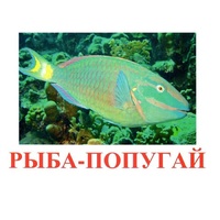 Карточки Домана "Рыбы" - «globural.ru» - Саранск
