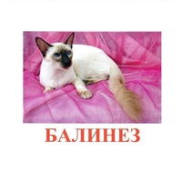 Карточки Домана "Породы кошек" - «globural.ru» - Саранск