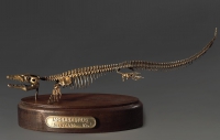 Модель скелета мозазавра Mosasaurus - «globural.ru» - Саранск