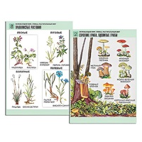 Комплект таблиц для начальной школы "Окружающий мир. Грибы. Растительный мир" - «globural.ru» - Саранск