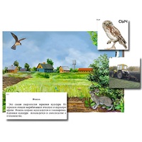 Магнитный плакат-аппликация "Поле: биоразнообразие и взаимосвязи в сообществе" - «globural.ru» - Саранск