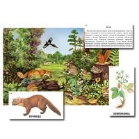 Магнитный плакат-аппликация "Лес: биоразнообразие и взаимосвязи в сообществе" - «globural.ru» - Саранск