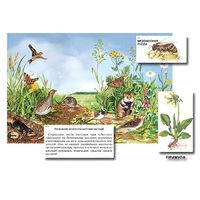 Магнитный плакат-аппликация "Луг: биоразнообразие и взаимосвязи в сообществе" - «globural.ru» - Саранск