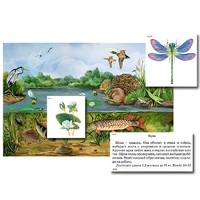 Магнитный плакат-аппликация "Водоем: биоразнообразие и взаимосвязи в сообществе" - «globural.ru» - Саранск