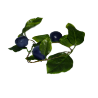 Ветка муляжей "Слива" - «globural.ru» - Саранск