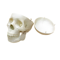 Модель "Череп человека" - «globural.ru» - Саранск