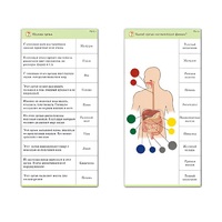 Комплект карточек (10) "Обучающий калейдоскоп. Человек" - «globural.ru» - Саранск